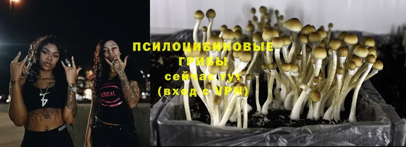 мега зеркало  Абдулино  Псилоцибиновые грибы Psilocybine cubensis 